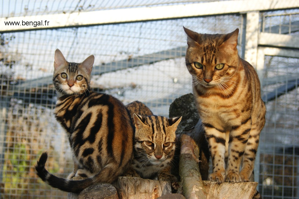 leopard cat cattery